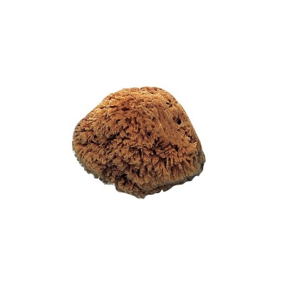 NATURAL SPONGE FOR DECORATIVE EFFECTS